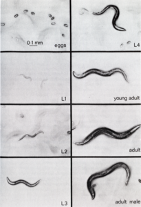 cherrytemp-caenorhabditis-elegans-need-of-temperature-control-cycle-eggs-to-adult-c-elegans