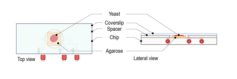Agarose pad protocol for yeast_Fig-08