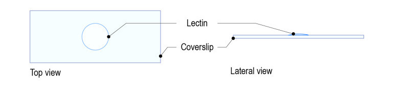 Lectin protocol for yeast_Fig-02