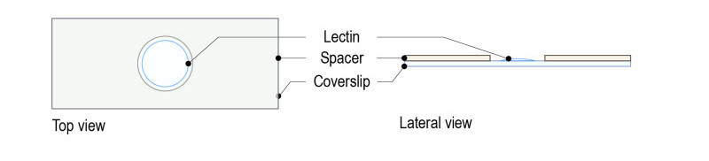 Lectin protocol for yeast_Fig-03