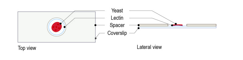 Lectin protocol for yeast_Fig-04