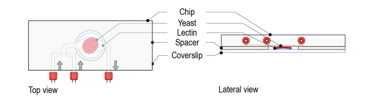 Lectin protocol for yeast_Fig-05