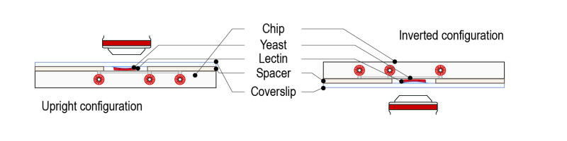 Lectin protocol for yeast_Fig-06