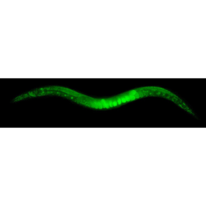 C.elegans worm