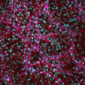 3d-cell-culture-vascular-niche-microphysiological-system