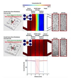 3d-cell-culture-3d-microphysiological-system-vascularized-tissue