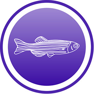 zebrafish-icon