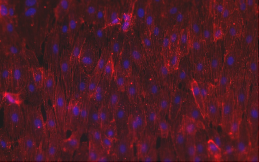 Differentiated endothelium in 3D culture