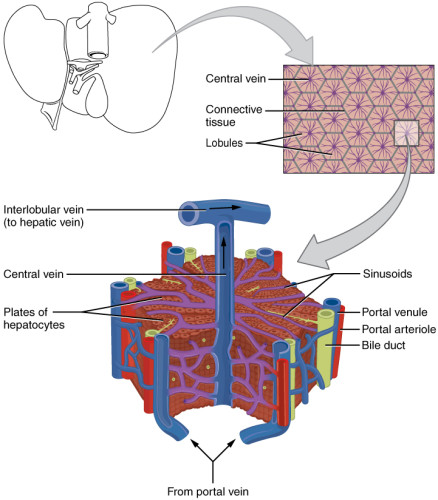 2423_Microscopic_Anatomy_of_Liver-e1530264601831