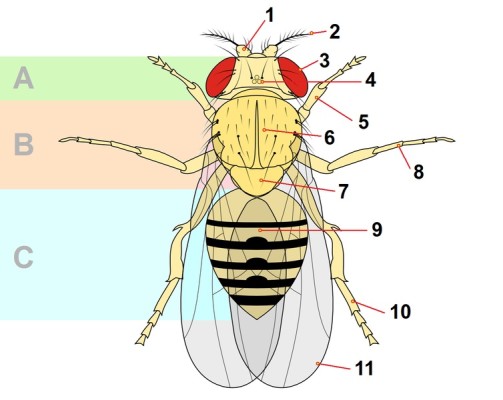 An introduction to fruit flies