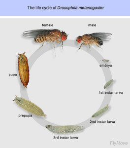 Drosophila life cycle