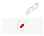 Cherry-biotech-cherrytemp-organ-on-a-chip-biopsy-drosophila-2-150x124-150x124