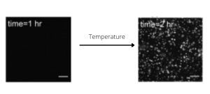 Cherry-Biotech-phase-separation-microscope