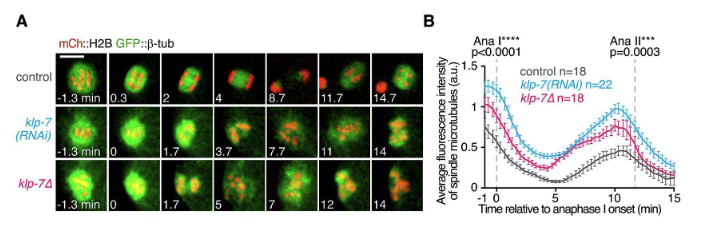 FIG 2A Control oocytes had all completed meiosis