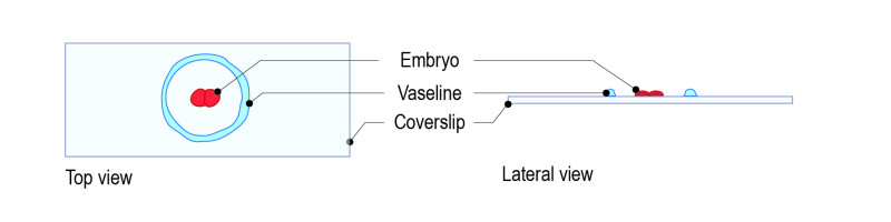 Hanging-drop-protocol-for-C.-elegans_Fig_All-02-e1530794279894