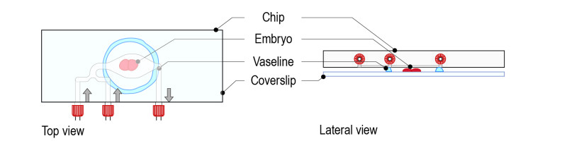 Hanging-drop-protocol-for-C.-elegans_Fig_All-03-e1530794311474