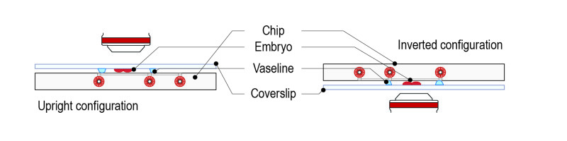 Hanging-drop-protocol-for-C.-elegans_Fig_All-04-e1530794342825