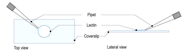 Lectin-protocol-for-yeast_Fig-01-e1530709626406