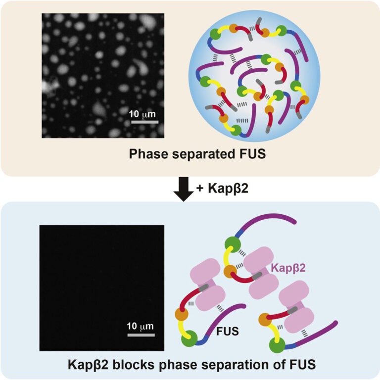 fx1_lrg liquid liquid phase separation