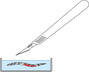 methods-c-elegans-embryo-temperature-control-agar-pad1-e1530786207296