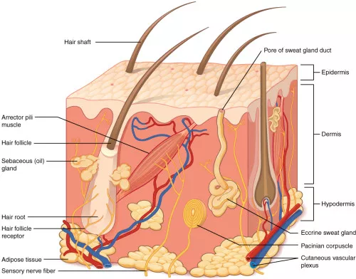 skin-on-a-chip-state-of-the-art