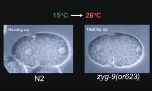 zyg-9-c.-elegans-embryo-cell-division