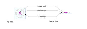 CherryTemp-Protocol-Drosophila-larval-brain_Fig-02