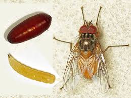 cherrytemp-drosophila-life-cycle