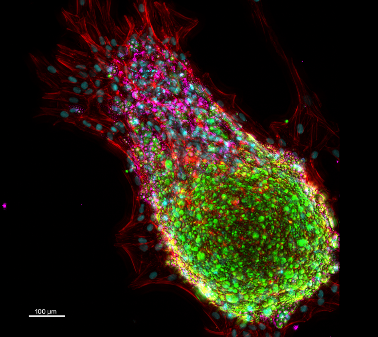 Organoid Plate