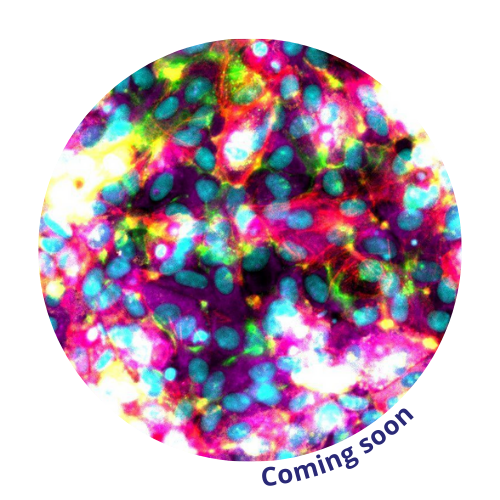 liver-3d-in-vitro-cherrybiotech