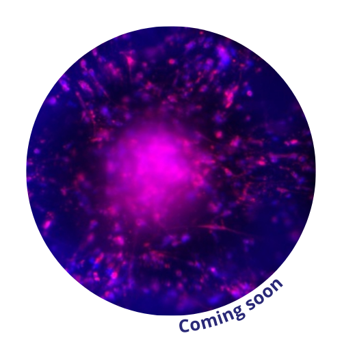 melanoma-cherrybiotech