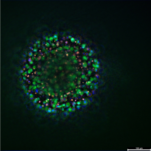 nuclear-live-death-3d-spheroid-cherry-biotech