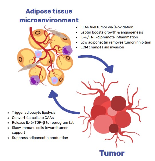 Diagram showing two-way interaction between tumor cells and adipose tissue microenvironment, highlighting metabolic, inflammatory, and endocrine signaling in cancer progression.