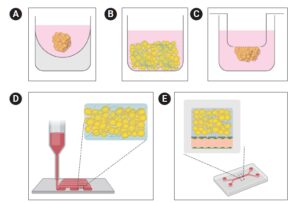 Diagram of culturing Adipose Tissue Organoids