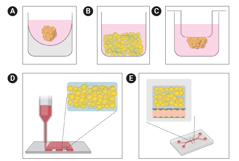 Diagram of culturing Adipose Tissue Organoids