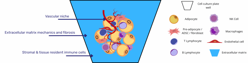 Diagram of a conical cell-culture well filled with blue hydrogel containing yellow adipocytes, red endothelial capillaries, and several immune or stromal cells; arrows label the vascular niche, extracellular-matrix mechanics, and stromal/immune components, with a legend listing each cell type.