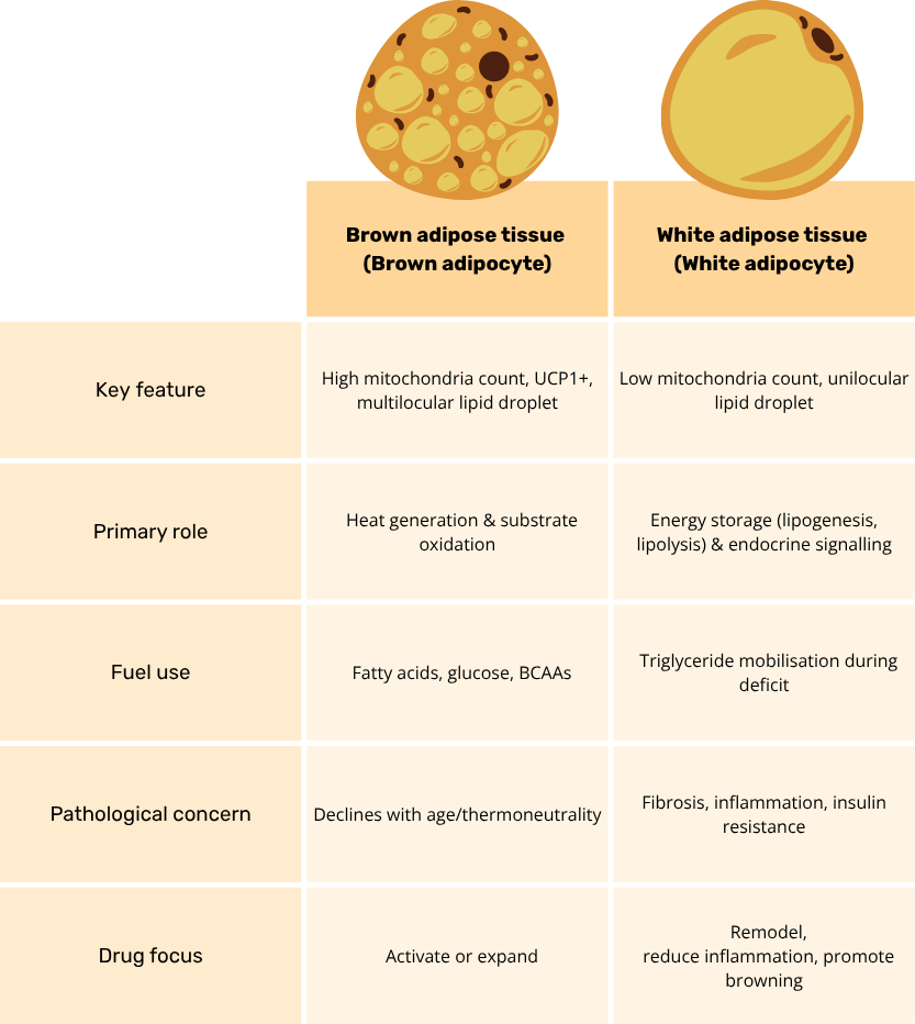 Comparison chart showing brown adipocyte and white adipocyte characteristics, including structure, function, fuel use, pathological concerns, and drug targets.