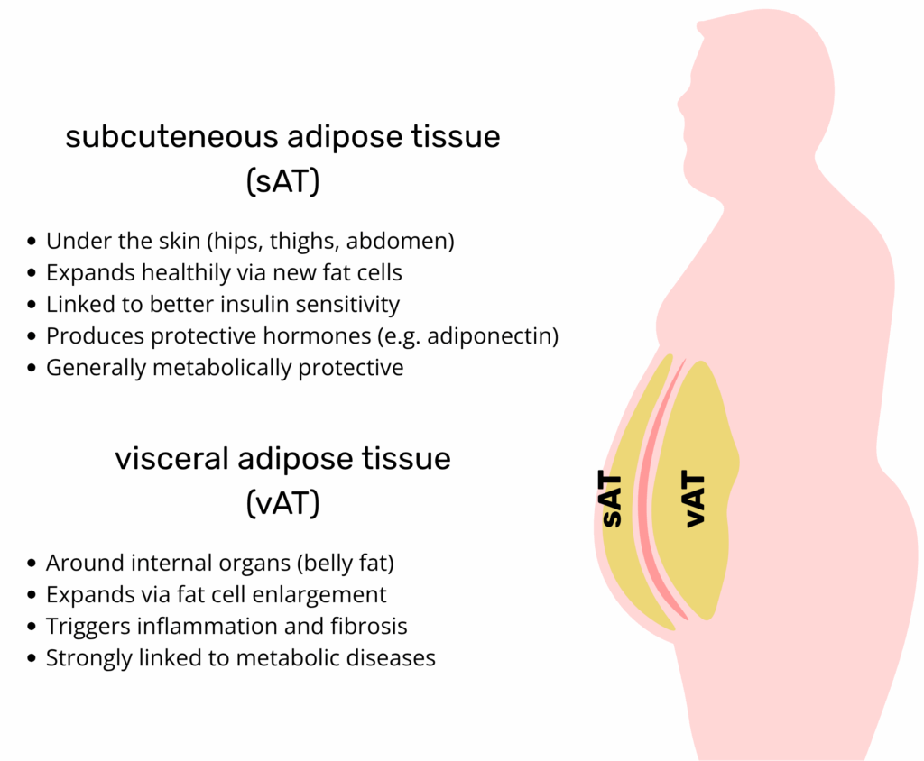 Illustration of a human silhouette showing subcutaneous and visceral fat depots, with bullet points highlighting their location, expansion mode, and health associations.