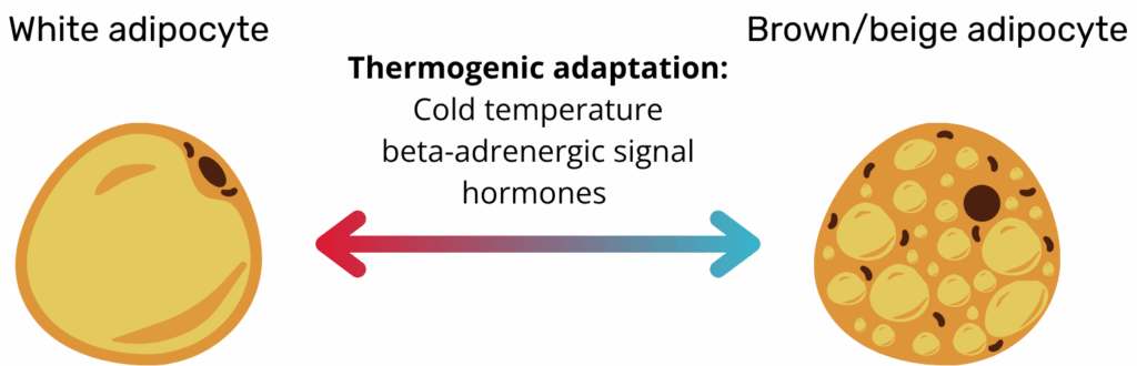 Illustration showing the transition from a white adipocyte to a brown/beige adipocyte through thermogenic adaptation triggered by cold, hormones, and β-adrenergic signals.