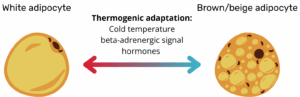 Illustration showing the transition from a white adipocyte to a brown/beige adipocyte through thermogenic adaptation triggered by cold, hormones, and β-adrenergic signals.