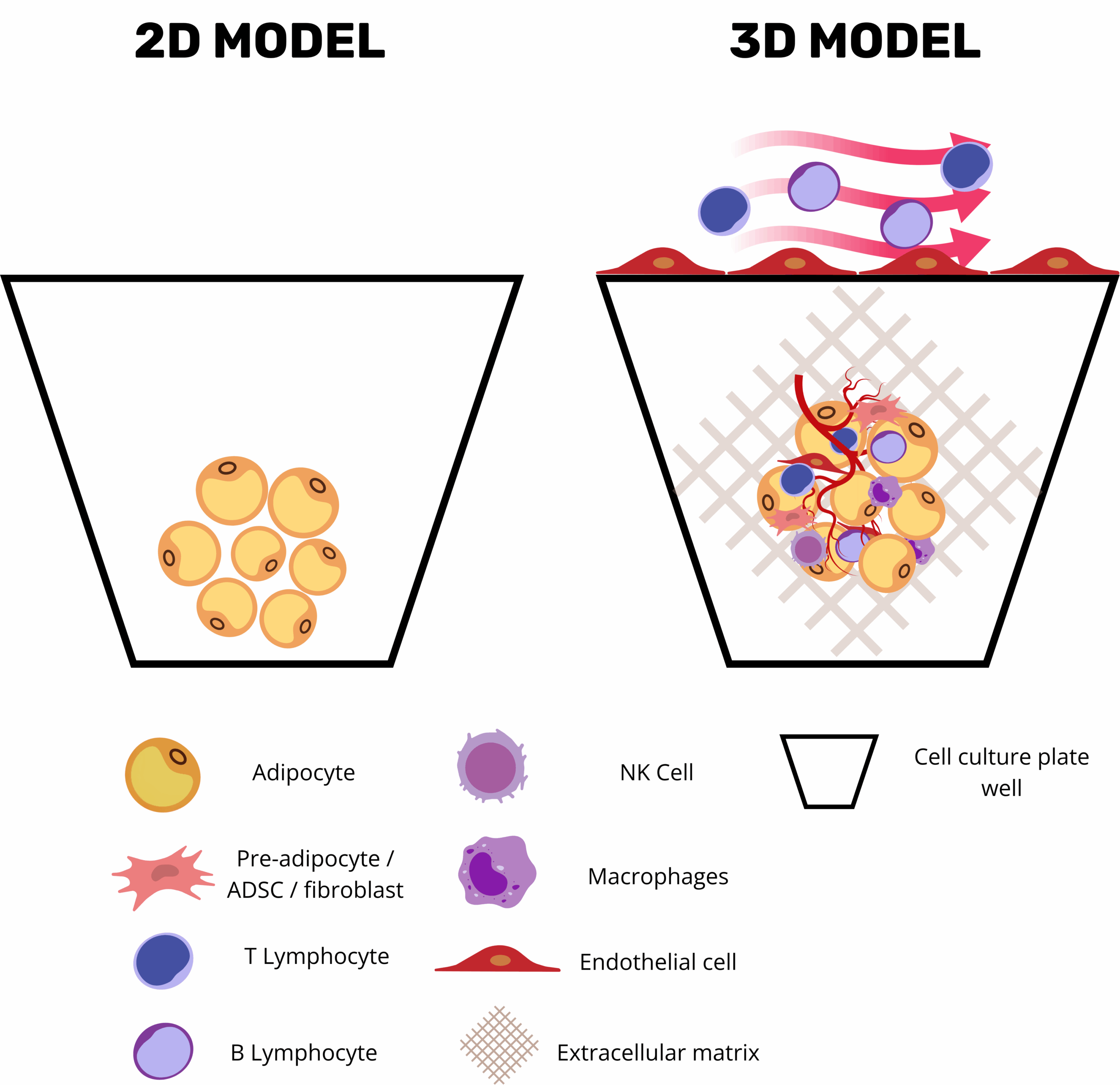 Side-by-side diagram contrasting a simple 2D adipocyte cluster with a complex 3D adipose-tissue organoid that includes immune, endothelial and stromal cells plus extracellular matrix and flow arrows.
