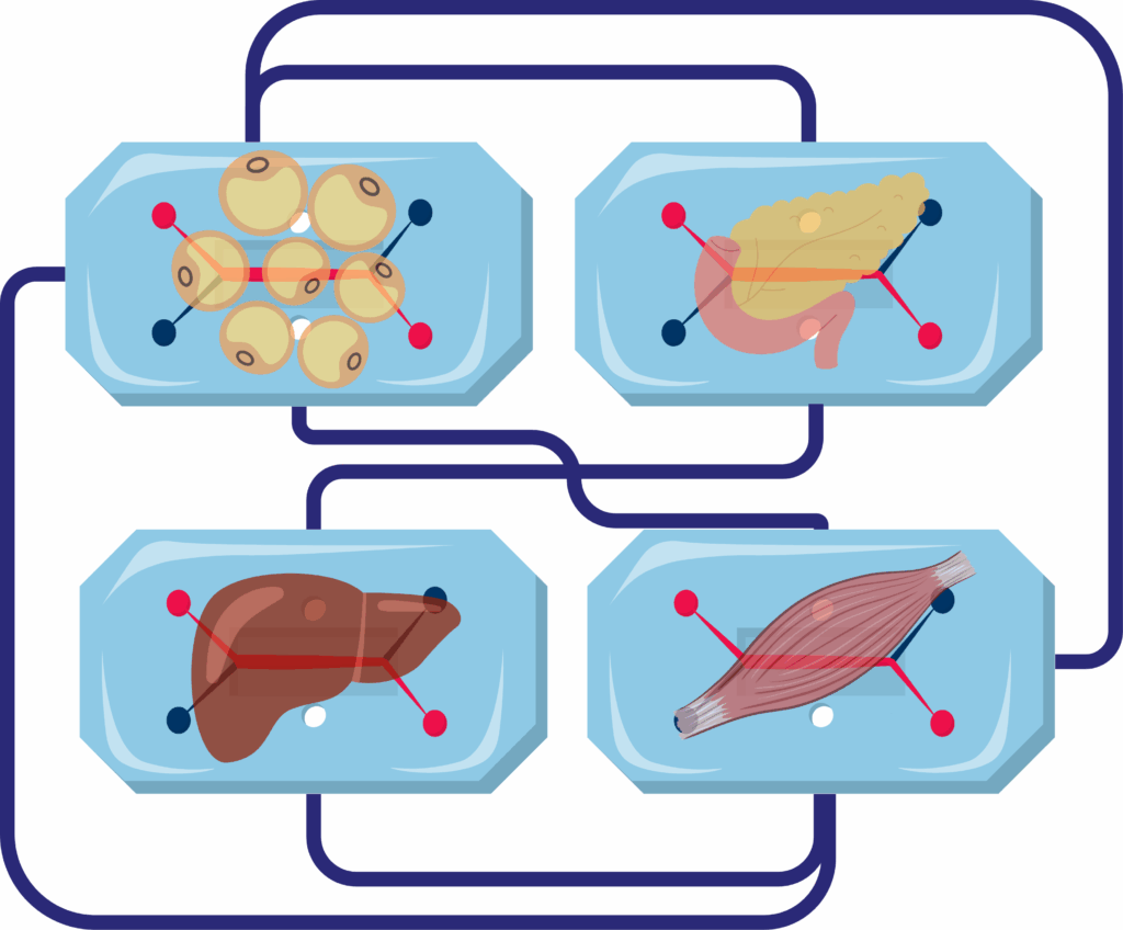 Illustration of four organ-on-chip modules—adipose, pancreas, liver and skeletal muscle—linked by blue microfluidic tubing to model whole-body metabolism.