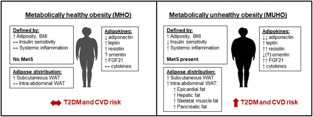 Side-by-side infographic contrasting metabolically healthy obesity (MHO) and metabolically unhealthy obesity (MUHO) in terms of adiposity, insulin sensitivity, systemic inflammation, adipokine profiles, fat-depot distribution, and resulting risk of type 2 diabetes mellitus (T2DM) and cardiovascular disease (CVD).
