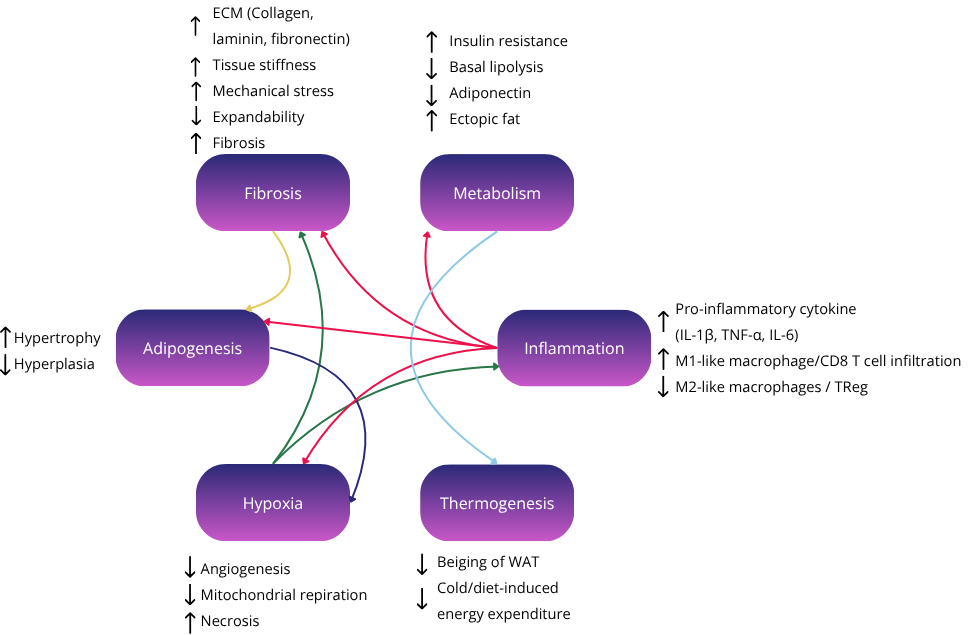 Circular systems diagram linking six nodes—Fibrosis, Metabolism, Inflammation, Thermogenesis, Hypoxia, and Adipogenesis—by colored arrows that illustrate how each process amplifies the others; side notes list typical increases (e.g., ECM collagen, pro-inflammatory cytokines, hypertrophy) and decreases (e.g., adiponectin, angiogenesis, beiging of white fat).