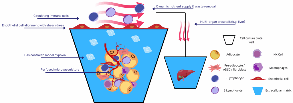 Schematic representation of an adipose-tissue-on-chip module illustrating the principal engineering elements that enhance physiological relevance: (i) perfusable lumen with circulating immune cells permitting real-time trafficking; (ii) endothelial monolayer aligned by shear stress to maintain a selective barrier; (iii) continuous perfusion for nutrient delivery and waste removal; (iv) controlled gas exchange enabling oxygen tuning and hypoxia modelling; (v) intrinsic, perfused microvasculature embedded within the stromal-vascular fraction; and (vi) fluidic coupling to a downstream liver compartment to study multi-organ crosstalk. A legend identifies the main cell types and extracellular matrix components.