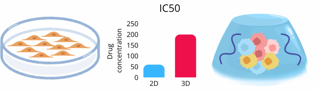 Illustration showing a 2D breast‑cancer cell monolayer in a Petri dish, a bar chart with higher IC₅₀ values for 3D culture, and a 3D organoid spheroid, highlighting increased drug resistance in three‑dimensional models.