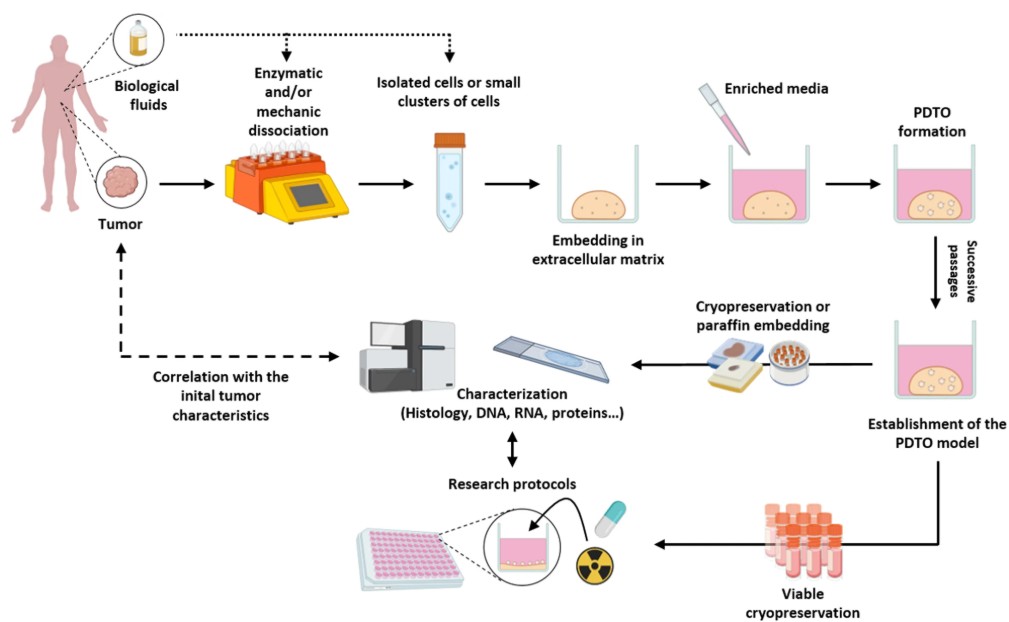 Flowchart showing the steps used to create patient-derived tumor organoids (PDTOs): starting at left with a human silhouette and icons for “biological fluids” and “tumor”, followed by enzymatic/mechanical dissociation equipment; a tube containing isolated cells; embedding of cells in an extracellular-matrix dome inside a culture well; addition of enriched medium; formation of PDTOs; parallel branches for characterization (histology slide, sequencing machine), research assays (multi-well plate, radiation symbol, pill), and cryopreservation (vial rack); arrows trace feedback from PDTO characterization back to the original tumor to correlate findings.