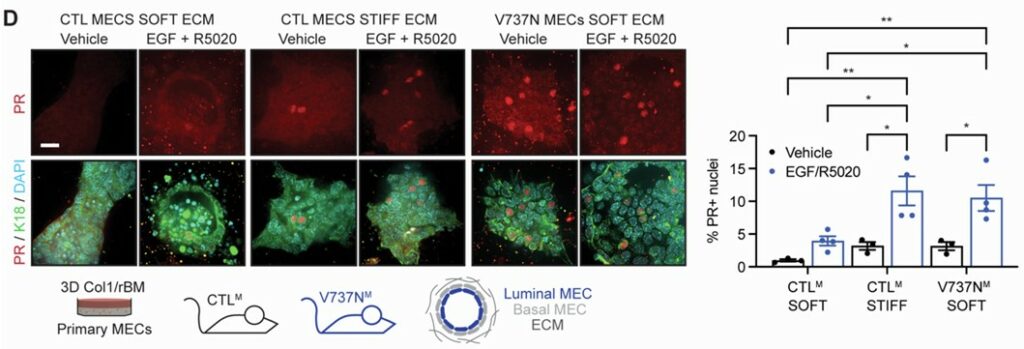 Immunofluorescence images and quantification showing how extracellular matrix stiffness and integrin mechanosignaling regulate progesterone receptor (PR) activity in mammary epithelial cells (MECs). Panel D: Control (CTL) and V737N mutant MECs cultured in soft or stiff ECM and treated with vehicle or EGF plus the progesterone analog R5020. PR (red) and keratin 18 (K18, green) staining with DAPI nuclei (blue) show enhanced nuclear PR localization in stiff ECM and V737N mutant contexts under EGF/R5020 stimulation. Schematic cartoons depict experimental setup. Bar graph quantifies the percentage of PR-positive nuclei, demonstrating significantly increased PR activation under stiff ECM and mutant integrin conditions compared with controls.
