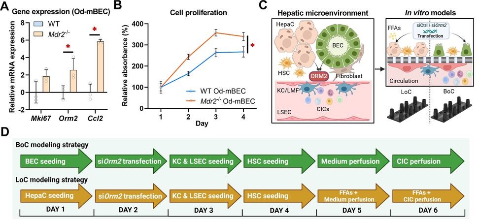 Composite figure showing experimental data and modeling strategies for ORM2-mediated biliary niche modulation. Panels include bar graph of gene expression, line graph of cell proliferation, schematic of hepatic microenvironment and in vitro modeling approaches, and workflow diagram for bile duct–on-chip (BoC) and liver-on-chip (LoC) platforms.