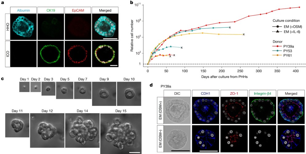 Microscopy and growth characterization of human hepatocyte organoids (HHO) compared with intrahepatic cholangiocyte organoids (ICO). Immunofluorescence images show HHO expressing Albumin but not EpCAM, whereas ICO display CK19 and EpCAM expression. Growth curves illustrate long-term expansion of HHOs under oncostatin M (OSM) culture conditions. Sequential bright-field images depict the morphological development of HHOs over 15 days. Immunofluorescence staining shows epithelial polarity markers (CDH1, ZO-1, Integrin-β4) confirming tissue organization in HHOs.